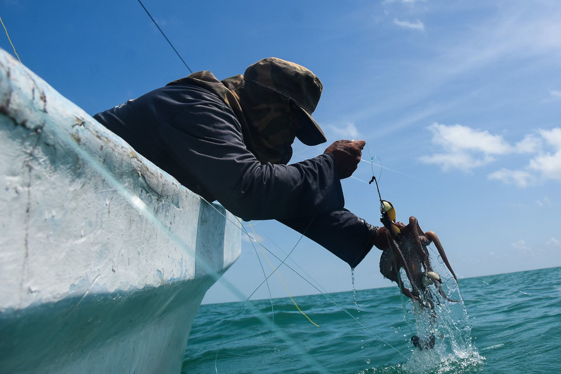 Pesca ilegal del pulpo en Yucatán evidencia protección 'de chocolate' a la  especie - Disidente MX